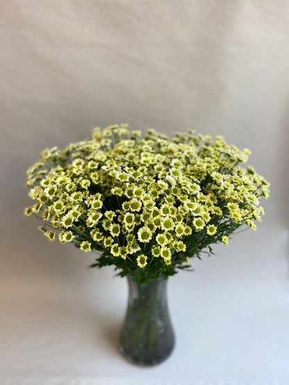 Chrysanthemum Vase - Besan Flowers