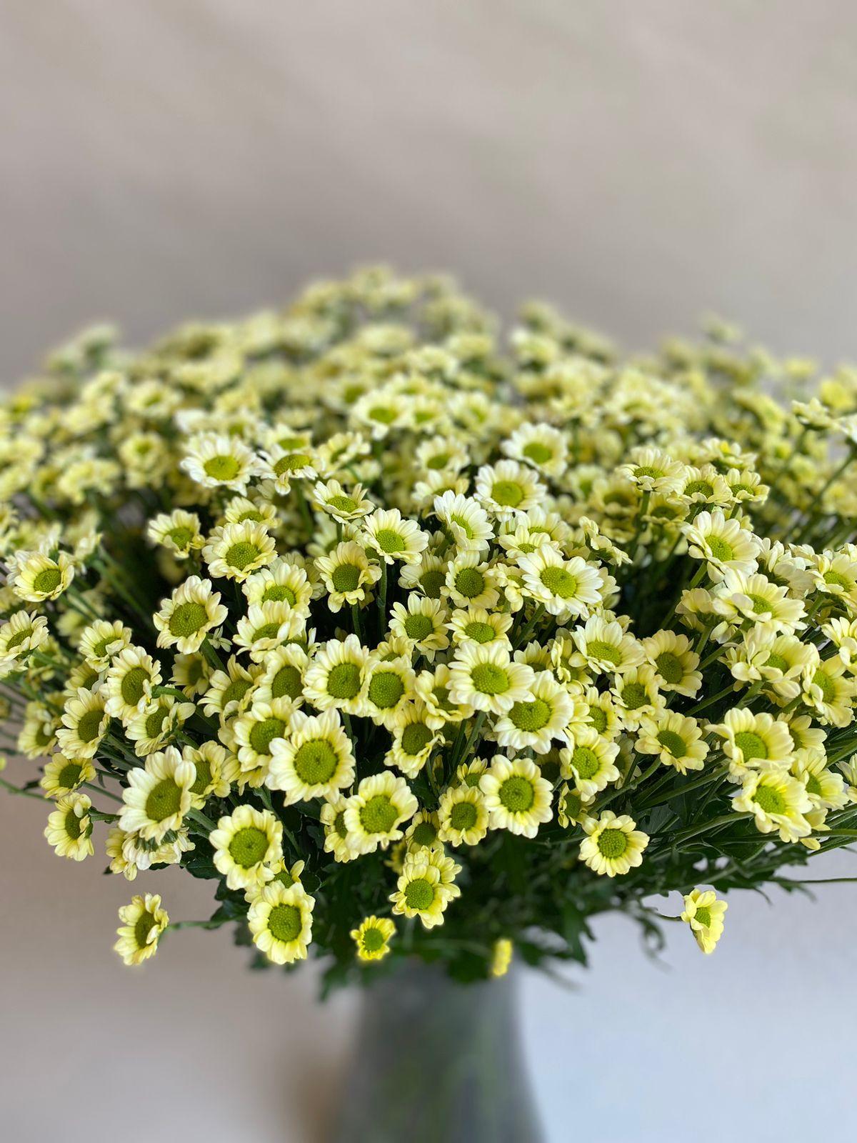 Chrysanthemum Vase - Besan Flowers