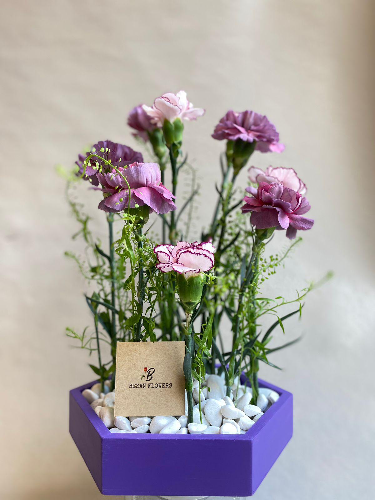 Carnation purple Box - Besan Flowers