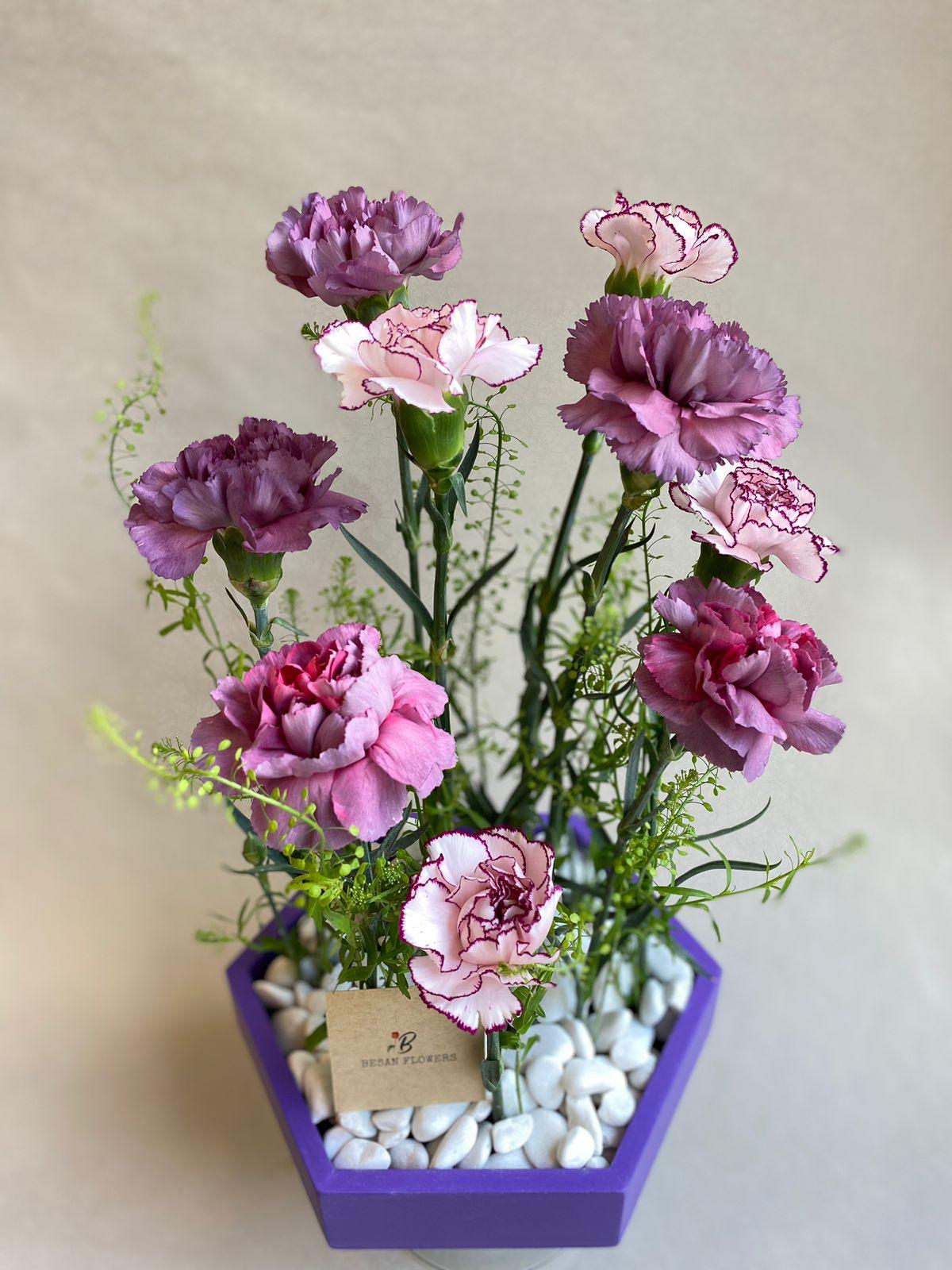 Carnation purple Box - Besan Flowers