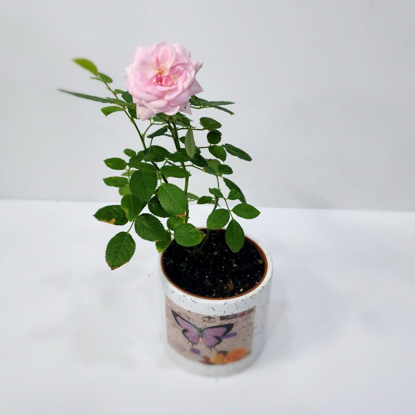 Rose Plant - Besan Flowers