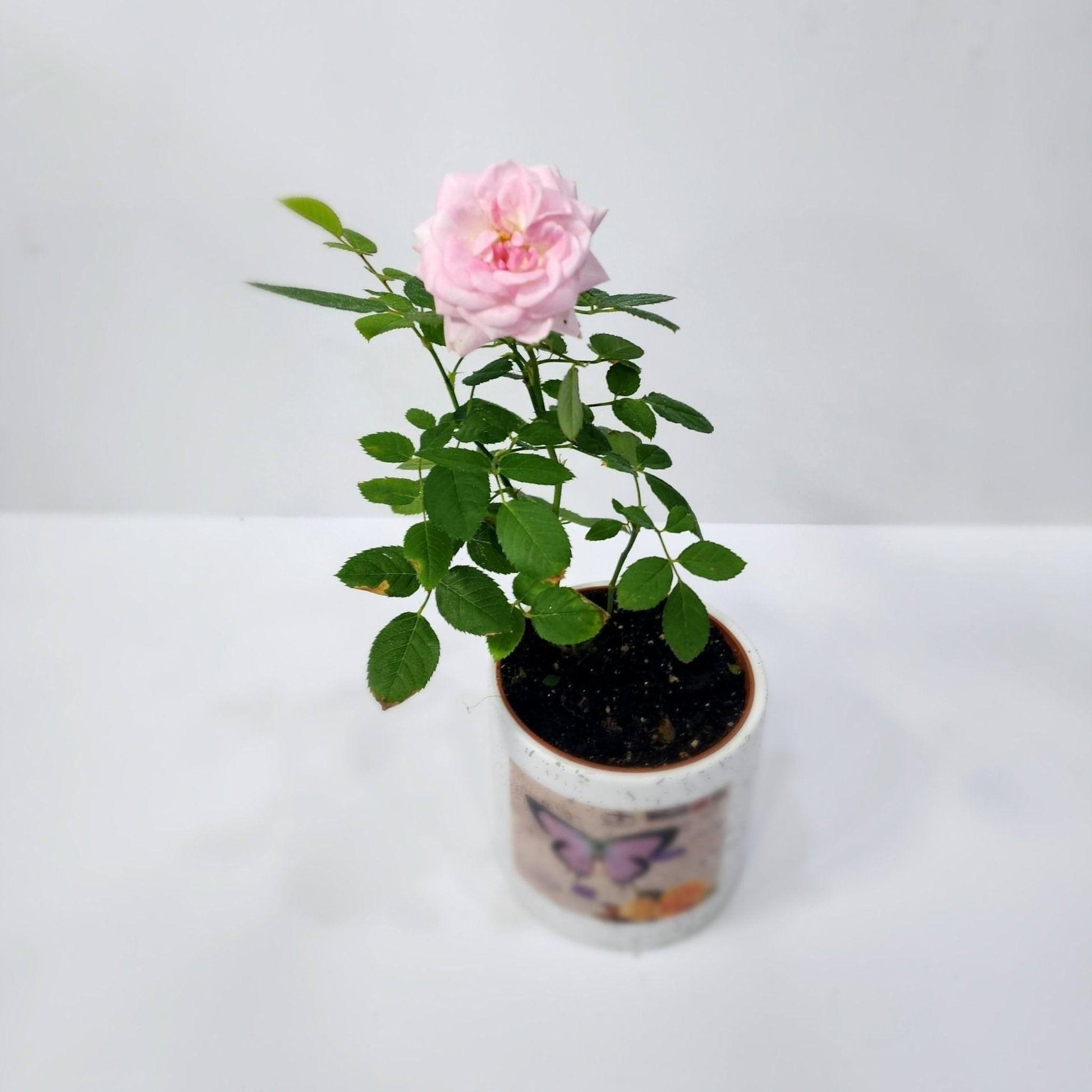 Rose Plant - Besan Flowers