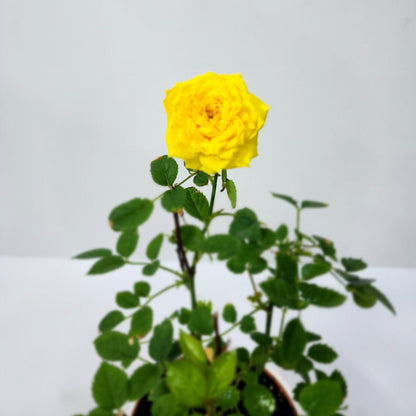 Rose Plant - Besan Flowers